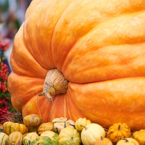 Large pumpkin