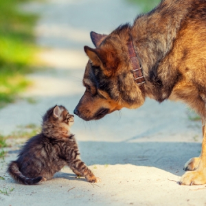 cat and dog