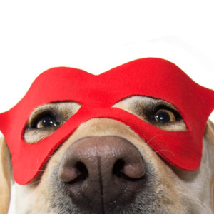 Dog in a superhero mask