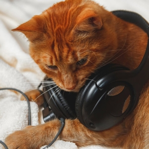 Cat and headphones like Napster logo