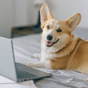 Smiling corgi computing