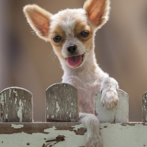 Pomeranian at a fence